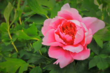 	美しいピンクの牡丹の花