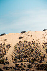Fototapeta na wymiar sand dunes with vegetation blue sky