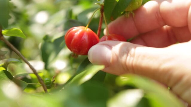 Picking Pitanga 2