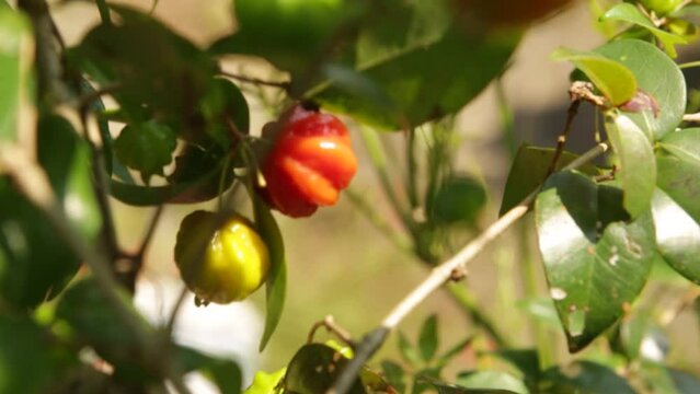 Picking Pitangas