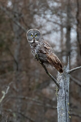 A beautiful Great Gray Owl looks for its next meal in Sax Zim Bog in northern Minnesota where boreal forests define the landscape with beauty and birds are abundant throughout the year - obrazy, fototapety, plakaty