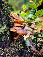mushroom in the forest