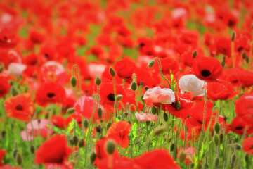 Obraz premium 鮮やかなシャーレーポピーの群生