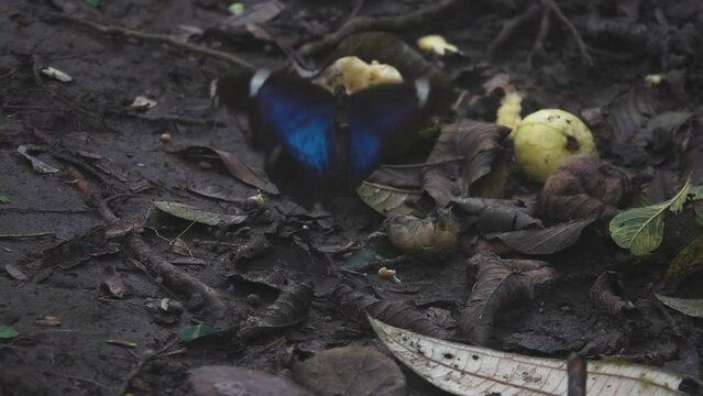 Blue Morpho Butterfly in Tropical Forest