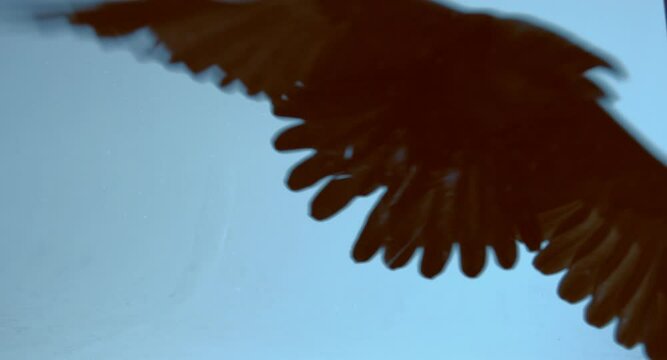 a flock of black crows flying towards the camera