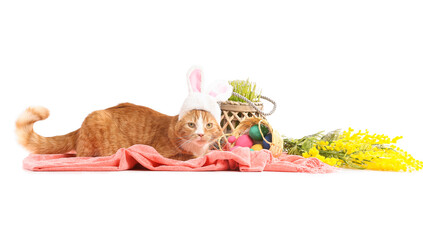 Cute cat in bunny ears, baskets with Easter eggs, grass and mimosa flowers on white background