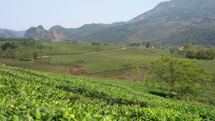 Fototapeta na wymiar Tea plantation in Vietnam, mountains, tea plants, valley view