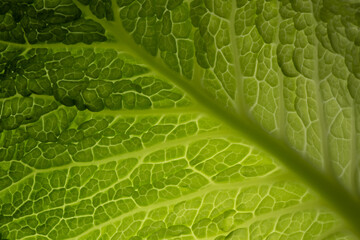 Green cabbage leaf close-up, veins and leaf structure- food background or backdrop