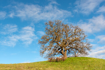 Lagoon Valley Park Oak tree, naked in the winter, against blue sky with a few clouds and copy-space