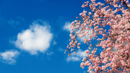 Spring in Japan. The famous sakura cherry tree pink blossom against azure sky with clouds as background