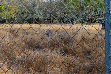  Deer behind the fence at the Skyline Wilderness park, a hidden gem and RV camping park in the heart of the Napa Valley