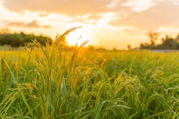 Fototapeta na wymiar rice field in Beautiful sunrise
