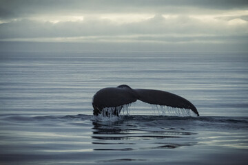 Humpback whales in Husavik Iceland.