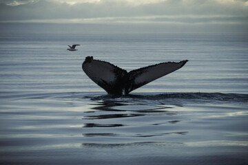 Naklejka premium Humpback whales in Husavik Iceland.