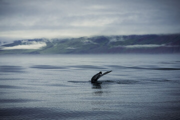 Naklejka premium Humpback whales in Husavik Iceland.