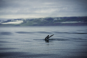 Naklejka premium Humpback whales in Husavik Iceland.