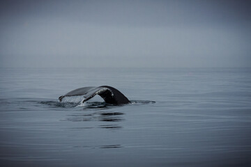 Obraz premium Humpback whales in Husavik Iceland.