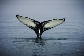 Humpback whales in Husavik Iceland. © Athanasios