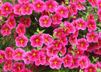 Bunch of purple Garden Petunia flowers