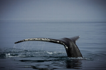 Humpback whales in Husavik Iceland.