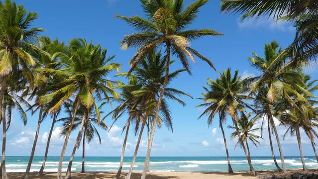 Coconut palm trees on tropical sandy shore. Dominican Republic
