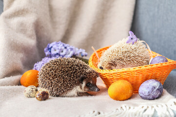 Cute hedgehogs with basket and Easter eggs on sofa