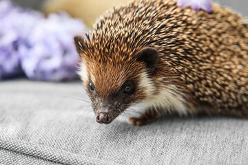 Cute hedgehog on sofa, closeup