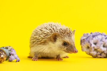 Cute hedgehog with flowers and Easter eggs on yellow background, closeup