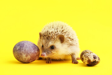 Cute hedgehog with Easter eggs on yellow background