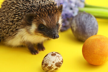 Cute hedgehog with Easter eggs on yellow background, closeup