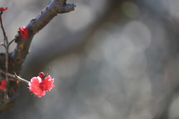 red berries on a branch