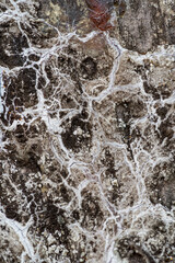 Obraz premium White pattern lines over tree bark