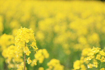 field of rapeseed