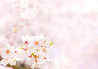 Obraz na płótnie Canvas 満開の桜の花とコピースペース（春イメージ背景素材）