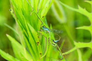 Douniang, an insect that lives on wild plants, is pairing