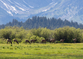 Grand Teton elk passing through a field