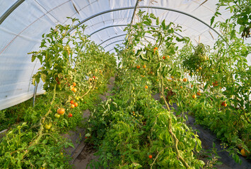 Tomatoes Growing in a Hothouse. Tomatoes growing in a greenhouse on a farm.

