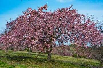 Naklejka premium 豊前の河津桜
