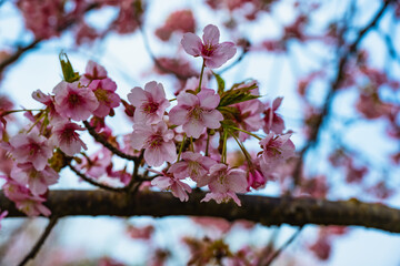 豊前の河津桜