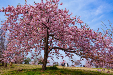 Fototapeta premium 豊前の河津桜