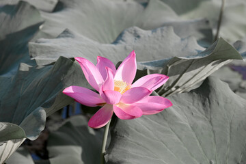 In summer, the lotus pond is in full bloom
