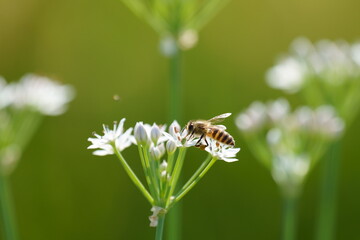 ニラの花にとまる蜂