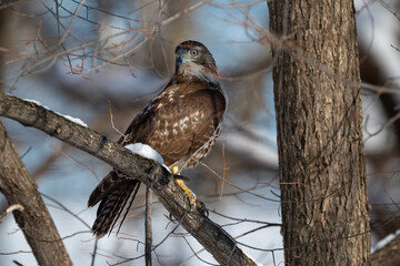 A juvenile Red-tailed Hawk preys upon an unsuspecting squirrel in the northern winter forests of Minnesota