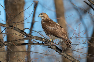 A juvenile Red-tailed Hawk preys upon an unsuspecting squirrel in the northern winter forests of Minnesota