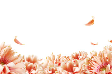 Beautiful spring flowers background, Season theme, hello spring