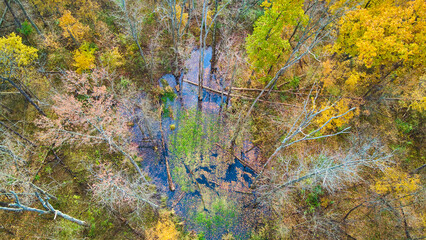 Aerial of swamp in field of fall trees