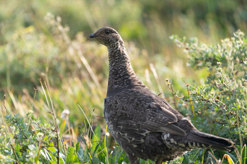 Grouse bird walks through dense brush looking and pecking for food - obrazy, fototapety, plakaty