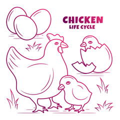 Chicken Life Cycle Illustration with hand drawn gradient outline style