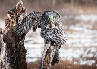 great grey owl perching on an old tree trunk