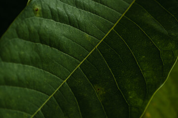 stem-viewing green leaf